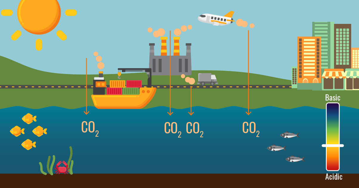 A diagram illustrating how ocean acidification occurs 